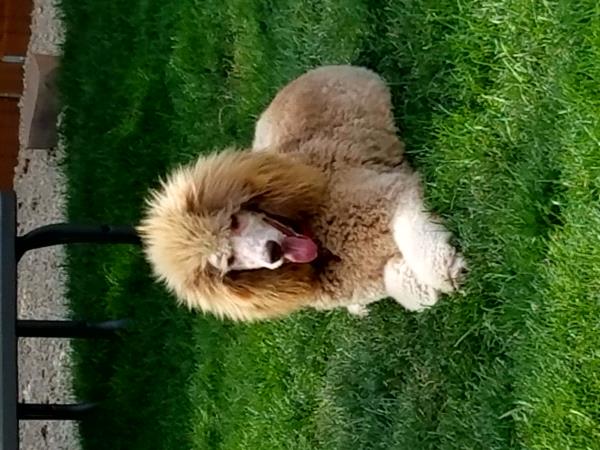 /Images/uploads/Humane Society of Utah/HSUCalendar/entries/1688thumb.jpg
